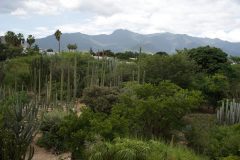Jardin de Museum of Cultures of Oaxaca, Santo Domingo