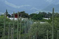 Jardin de Museum of Cultures of Oaxaca, Santo Domingo